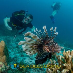 Täglicher Nachmittagstauchgang – Start ab Phi Phi