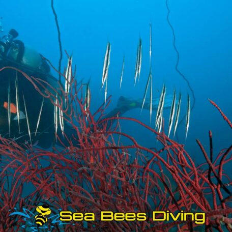 KhoPhiPhi-SeaBeesDiving-razorfish-diving-phuket