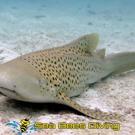leopard-shark-rainy-season-blog