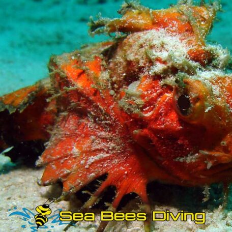 phiphi-phuket-diving-DevilFish-Minous-trachycephalus-sea-bees
