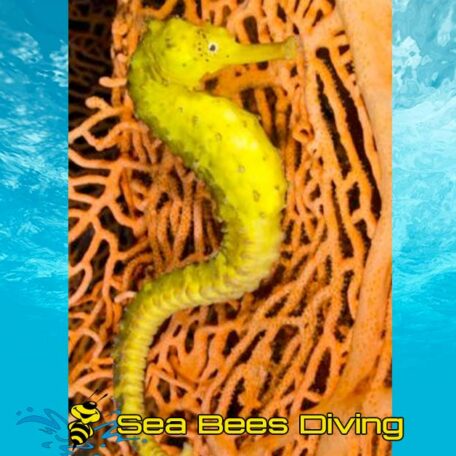 racha-noi-phuket-diving-seahorse-coral-sea-bees