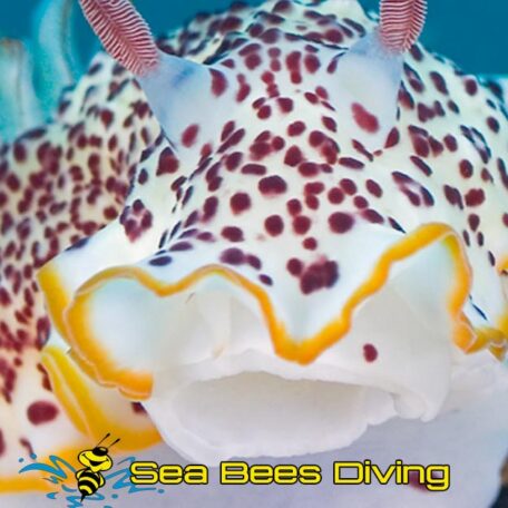 racha-noi-phuket-nudibranch-sea-bees