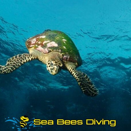 sea-bees-advanced-adventurer-sea-turtle