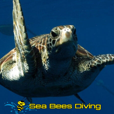 sea-bees-aow-diver-course-khao-lak-turtle-salute
