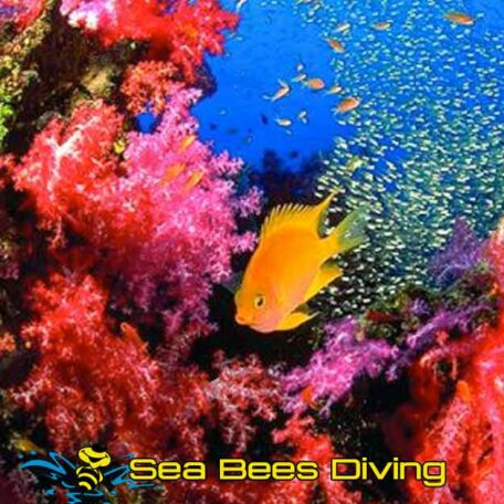 sea-bees-dive-phuket-coral-glassfish