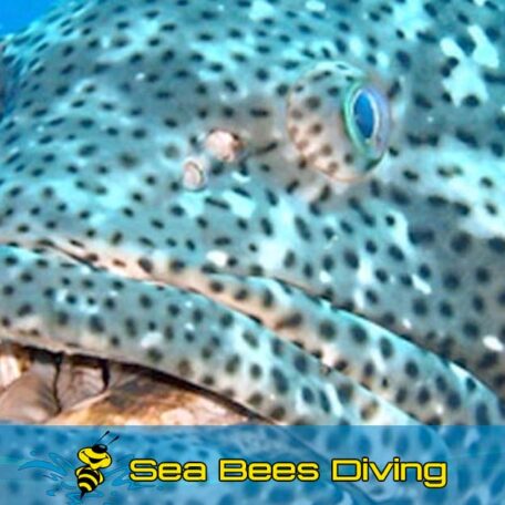 sea-bees-grouper-SharkPoint-phuket