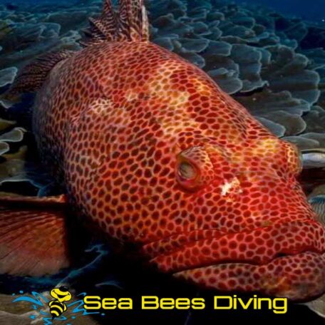 sea-bees-khao-lak-daytrips-red-grouper