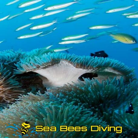 sea-bees-master-diver-course-khaolak-coral-fish