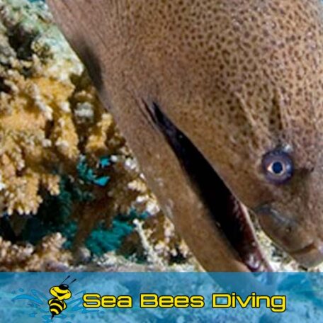sea-bees-moray-eel-coral-SharkPoint-phuket