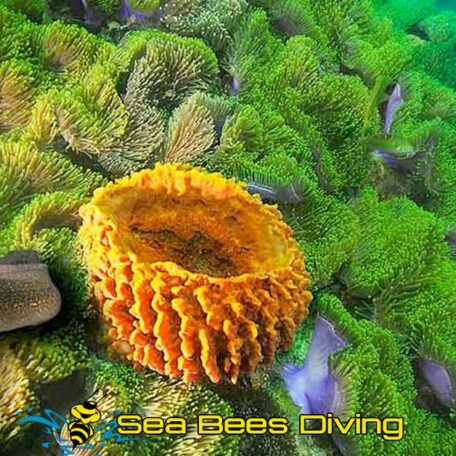sea-bees-moray-eel-coral-diving-phuket