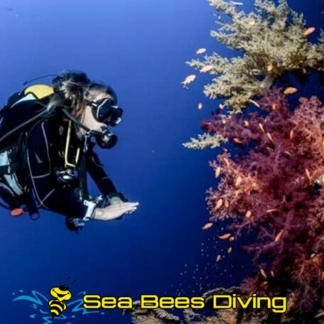 sea-bees-nai-yang-coral-dive