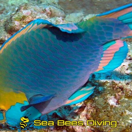sea-bees-parrot-fish-phuket-diving