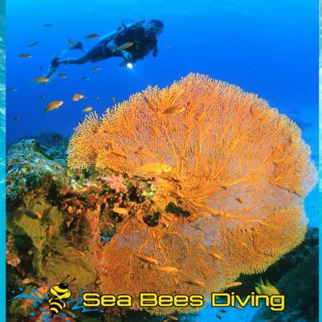 sea-bees-scuba-diving-refresher-course-fan-coral