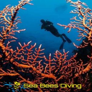 Advanced Open Water Diver Kurs – Phuket