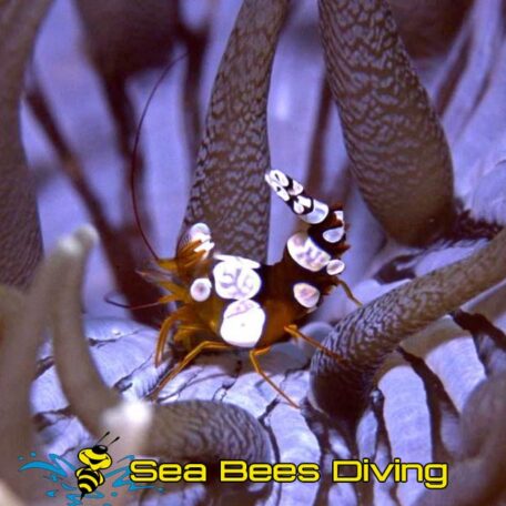 sea-bees-similans-anemone-shrimp