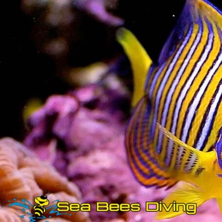 sea-bees-similans-liveaboard-coral-fish