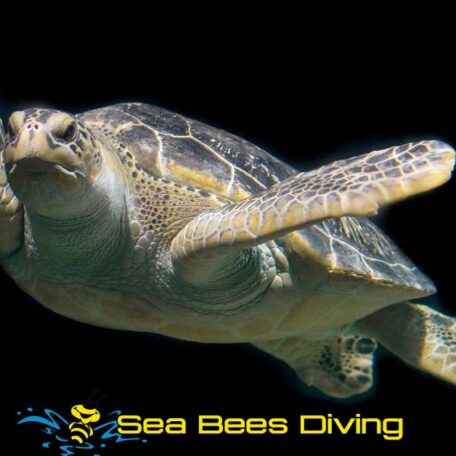 sea-bees-similans-turtle-night-dive