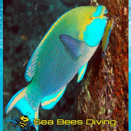 seabees-khao-lak-parrot-fish