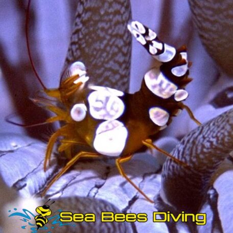 white-saddle-shrimp-sea-bees